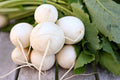 Salad Turnips, Bunch
