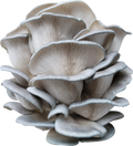 Mushrooms, Oyster (quart box)