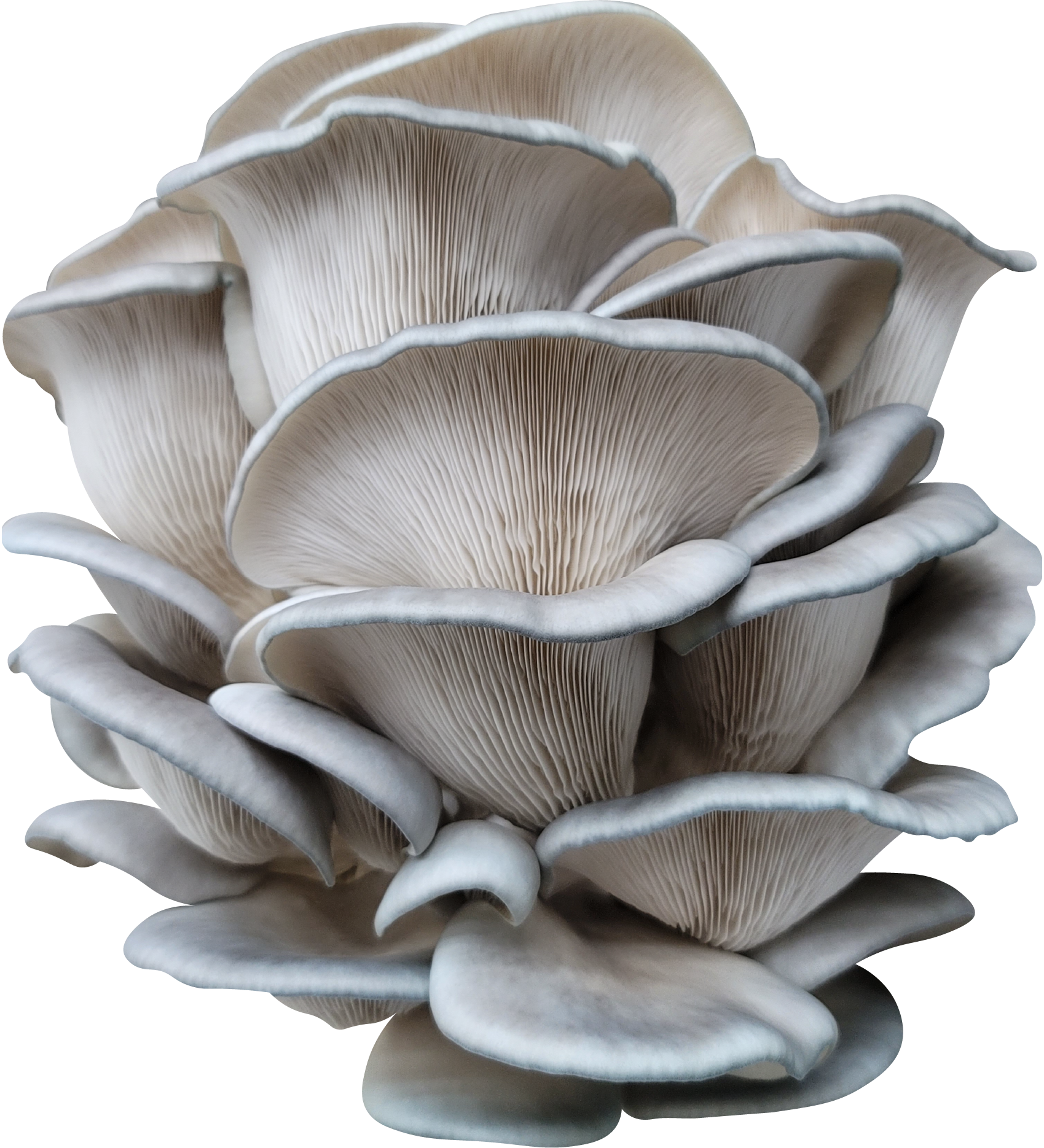 Mushrooms, Oyster (quart box)