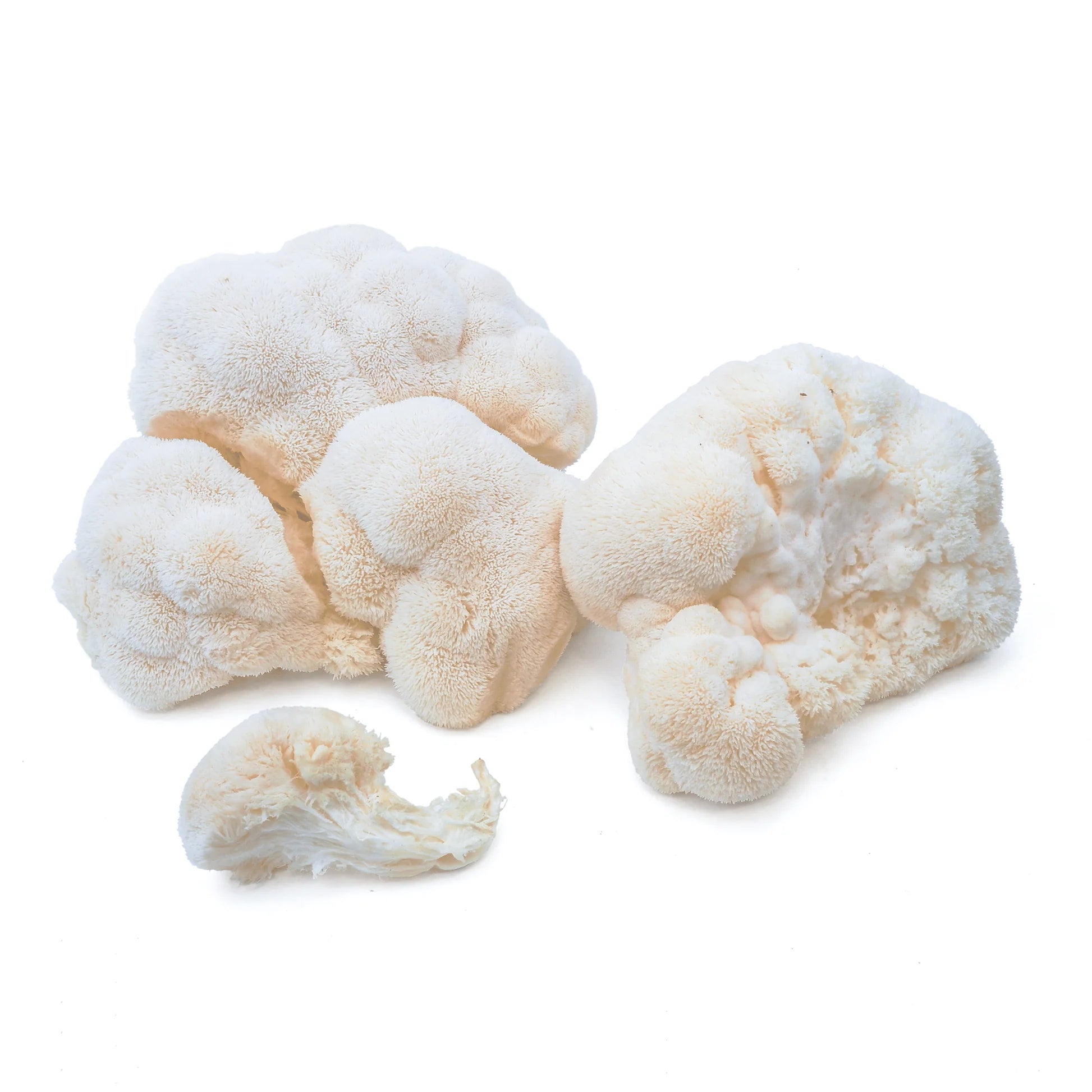 Mushrooms, Lions Mane (quart box)