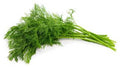 Dill, bunch