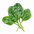 Spinach, Baby (loose, 1 pound box)