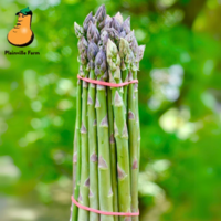 Asparagus, 1 pound bunch