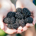 Blackberries, half pint
