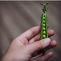 English Shelling Peas (.5lbs bag)
