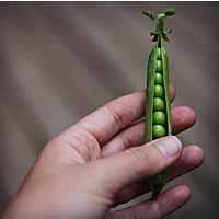 English Shelling Peas (.5lbs bag)