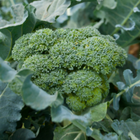 Broccoli (lbs)