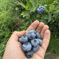 Local Blueberries (pint)