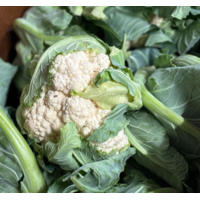 Cauliflower (head)