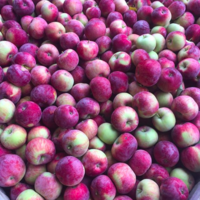Apples, Paula Red (lbs)